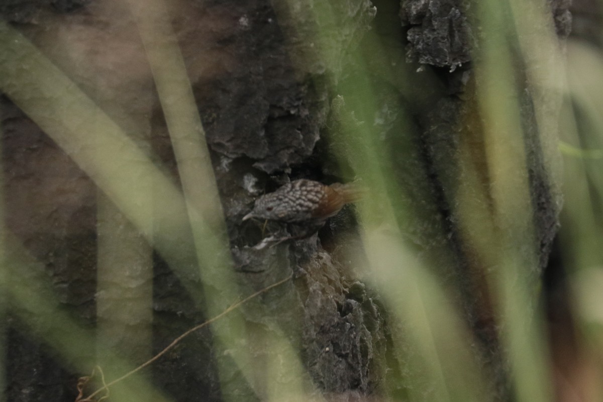 Annam Limestone Babbler - ML645804379