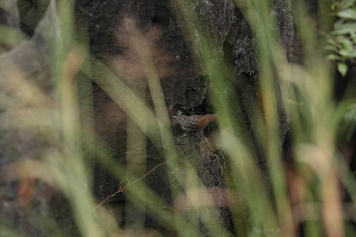 Annam Limestone Babbler - ML645804380