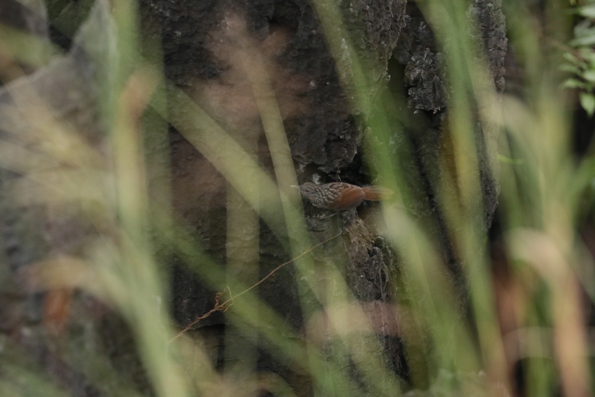 Annam Limestone Babbler - ML645804381