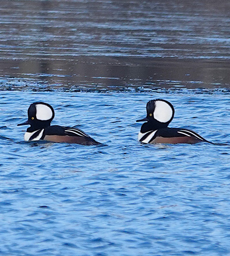 Hooded Merganser - ML645804385