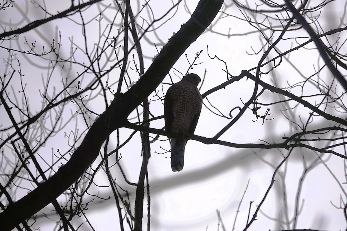 Cooper's Hawk - ML645804406