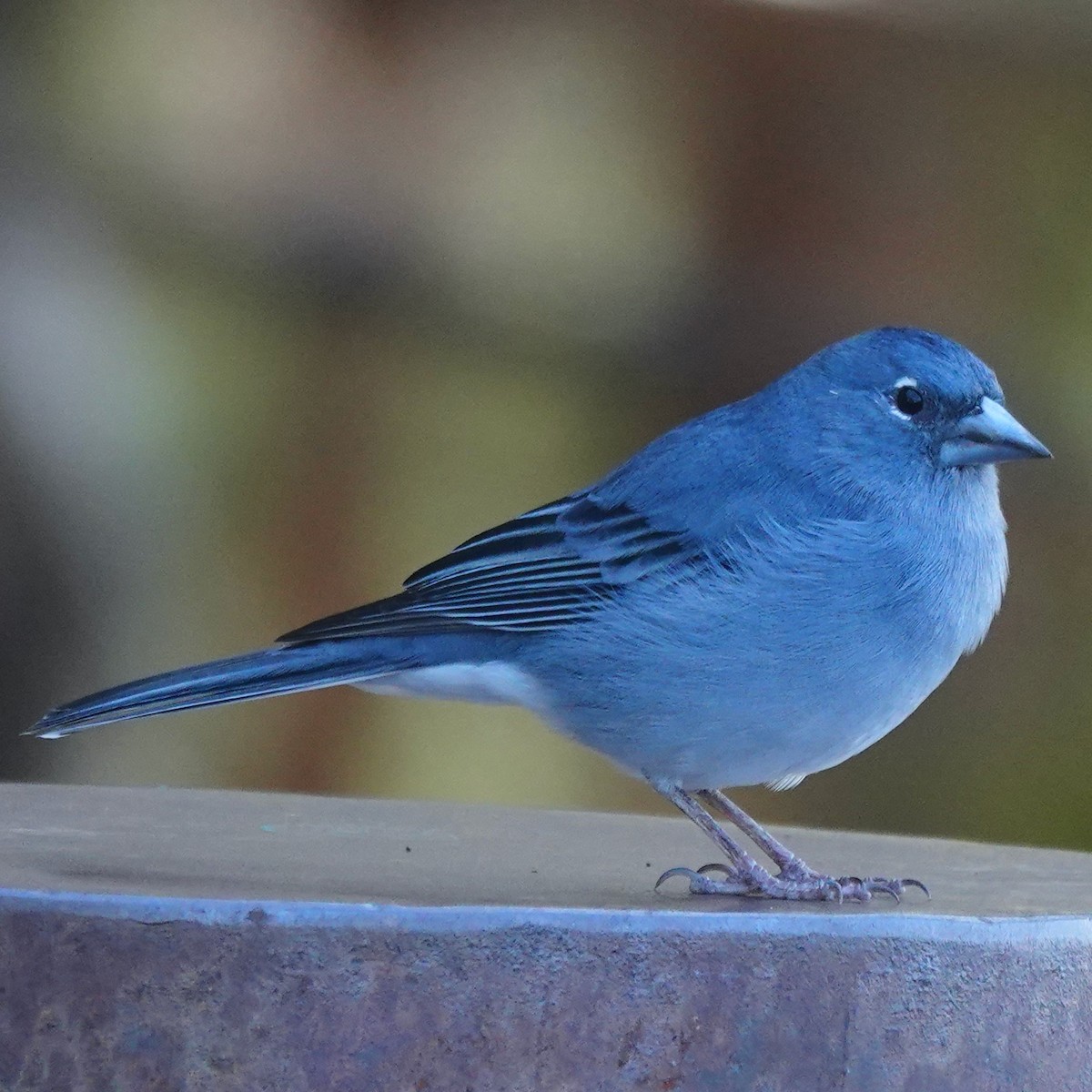 Tenerife Blue Chaffinch - ML645804424