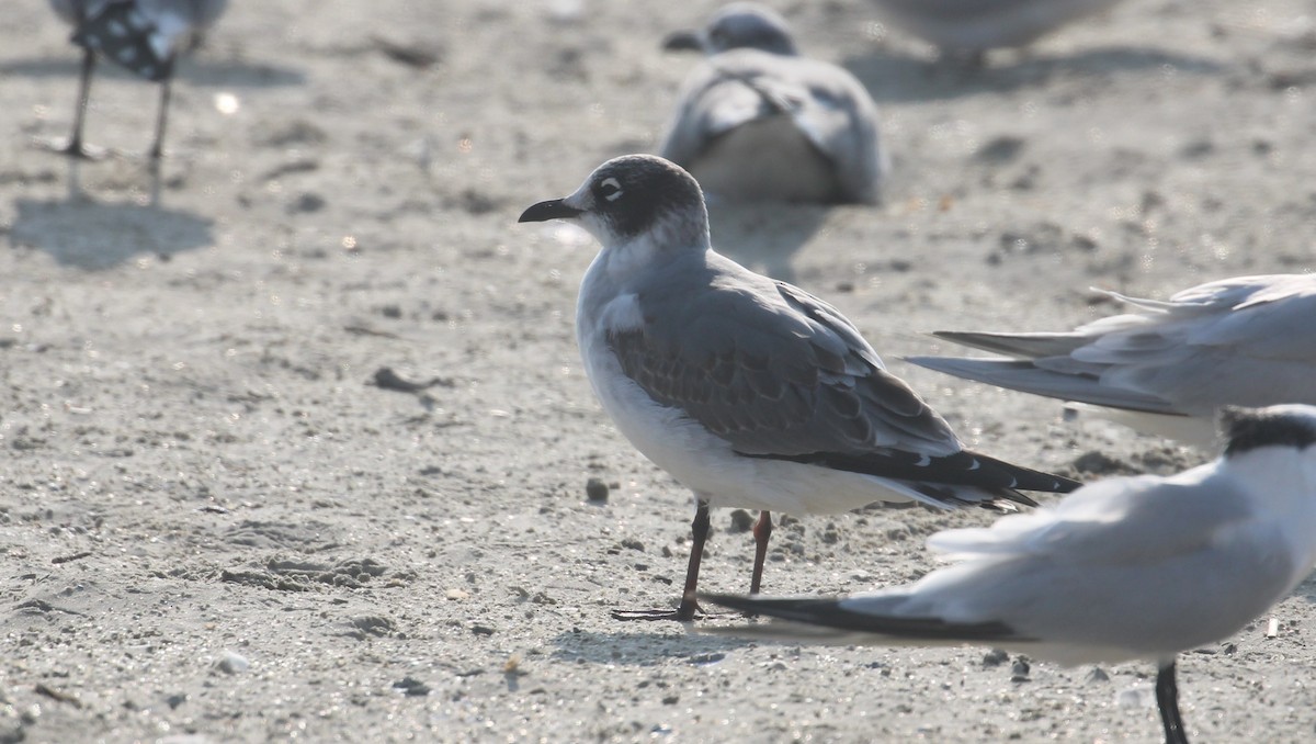 Franklin's Gull - ML645804440