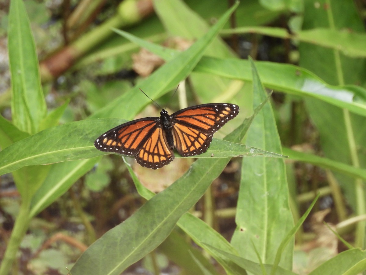 Viceroy - ML645804448