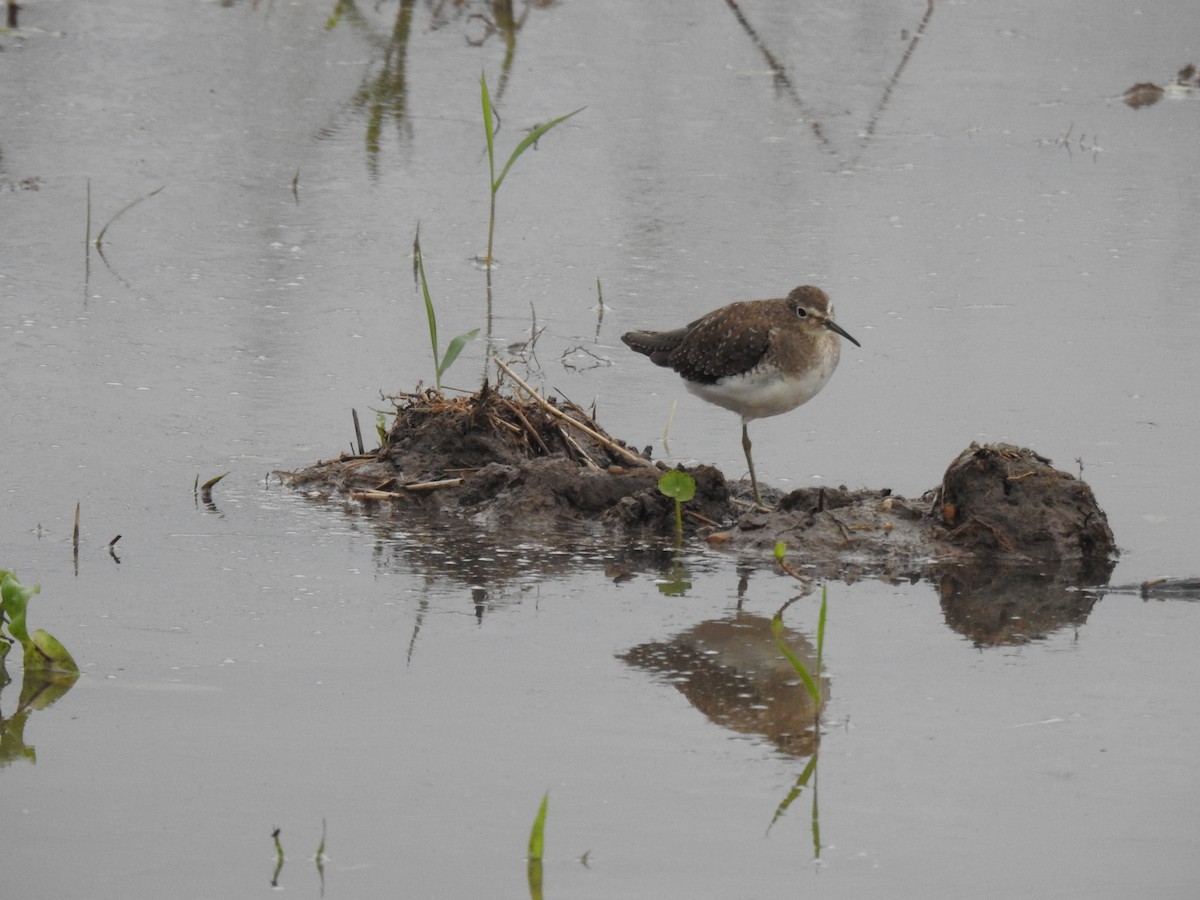 Solitary Sandpiper - ML645804451