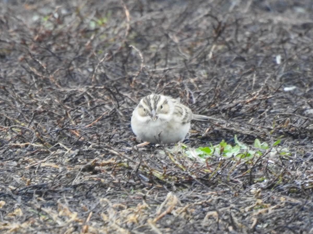 Clay-colored Sparrow - ML645804474