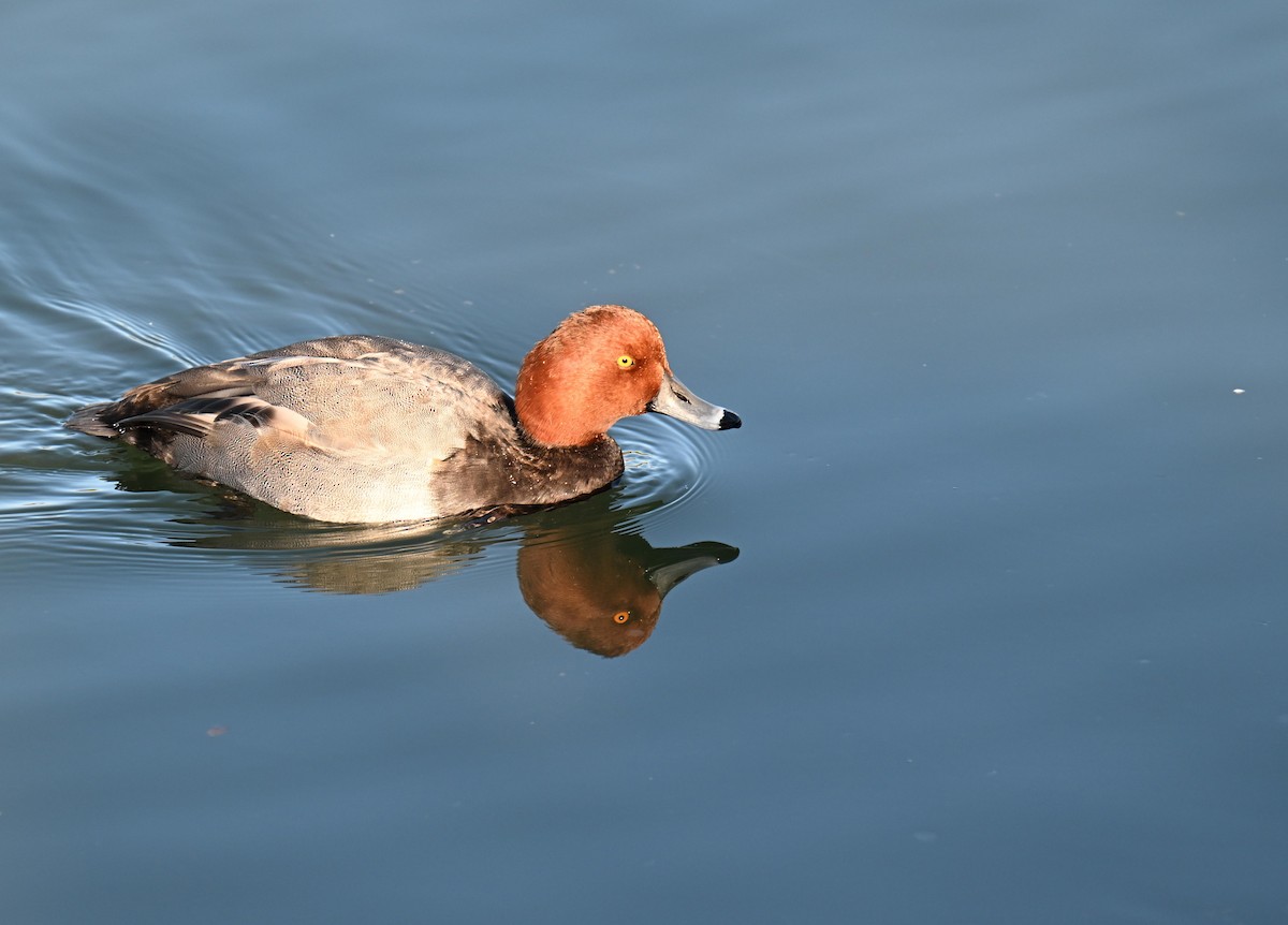 Redhead - ML645804475