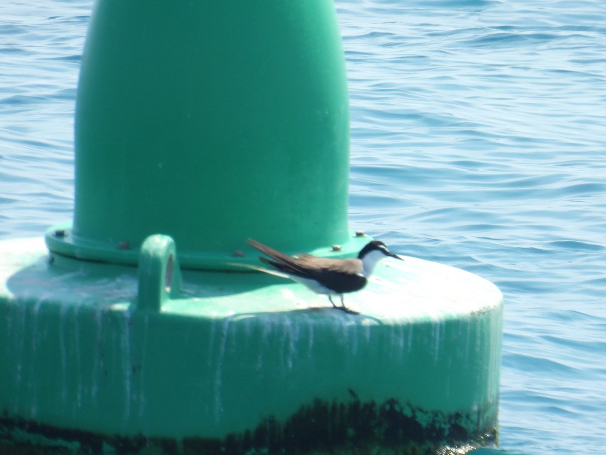 Bridled Tern - ML645804483