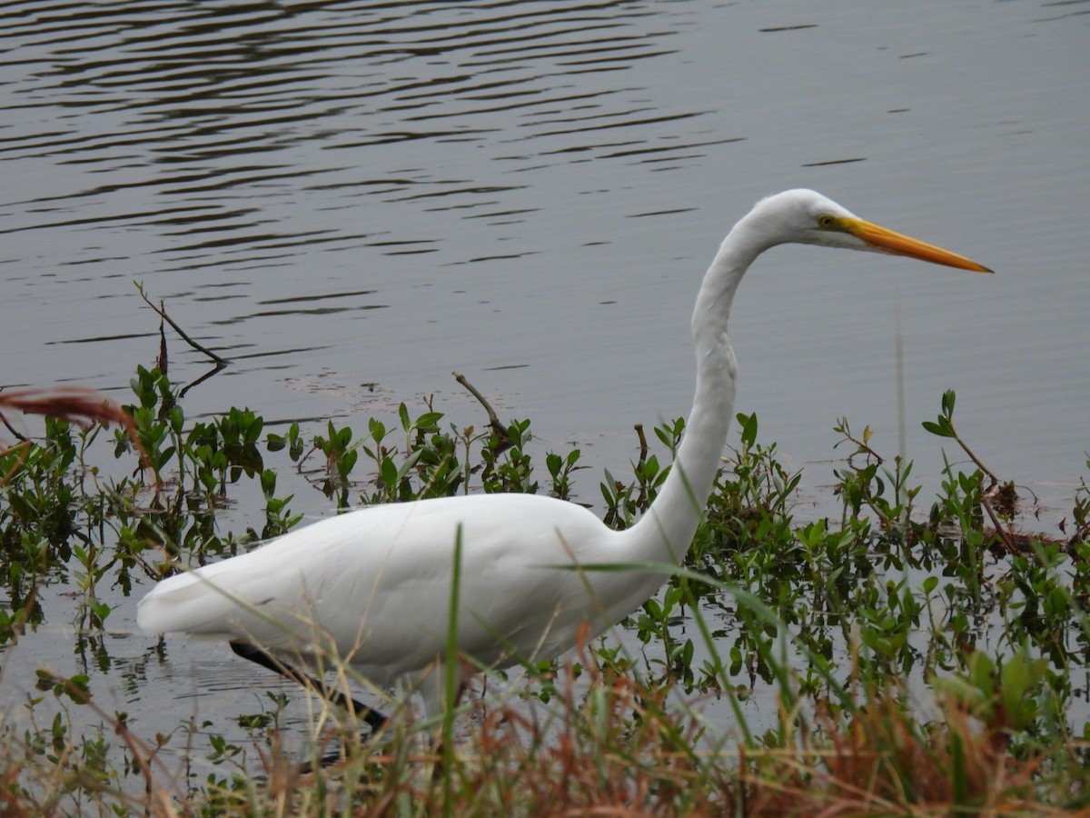 Garceta Grande - ML645804486