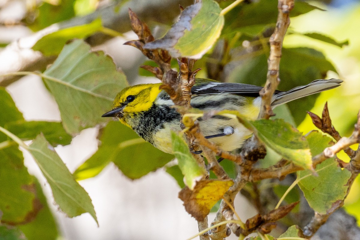 lesňáček proužkoboký - ML645804488