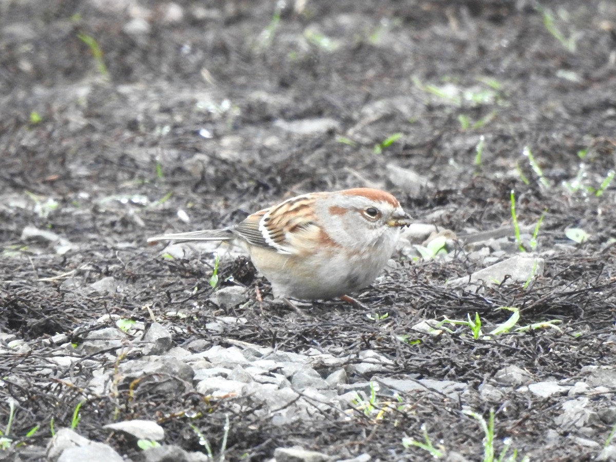 American Tree Sparrow - ML645804490