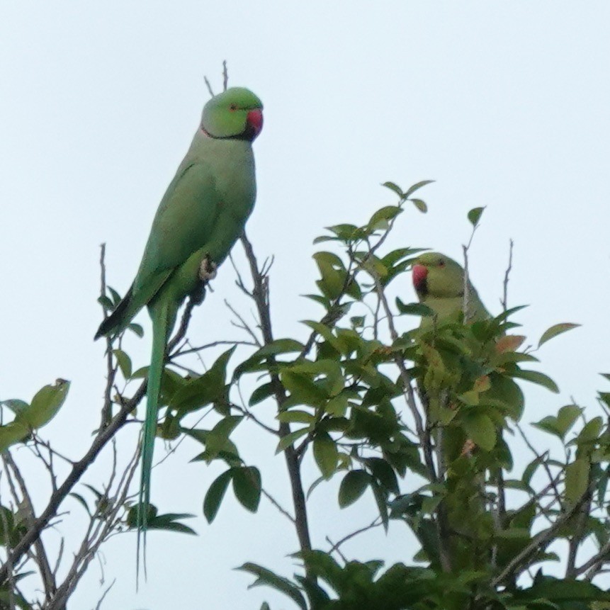 Rose-ringed Parakeet - ML645804497