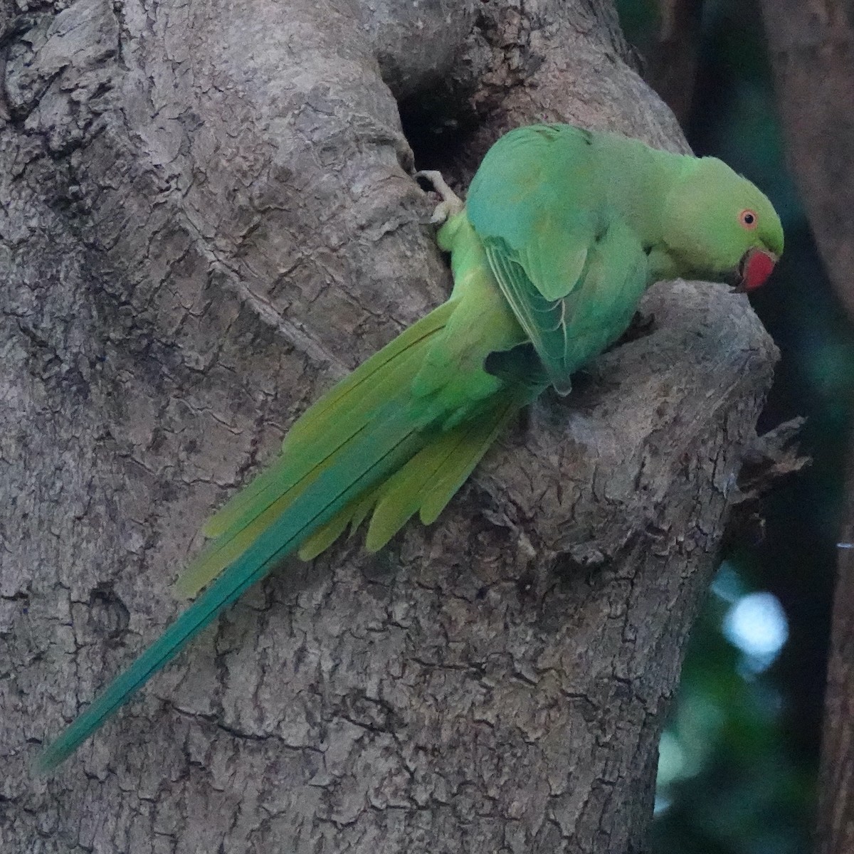 Rose-ringed Parakeet - ML645804498