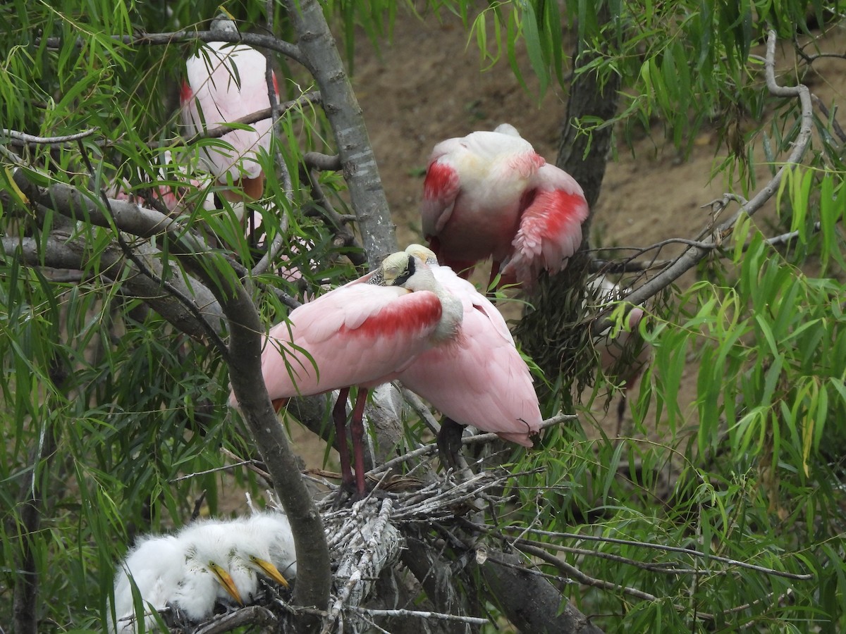 Roseate Spoonbill - ML645804500