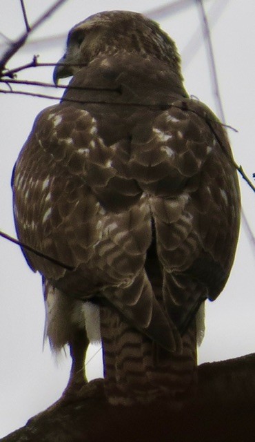 Red-tailed Hawk - ML645804514