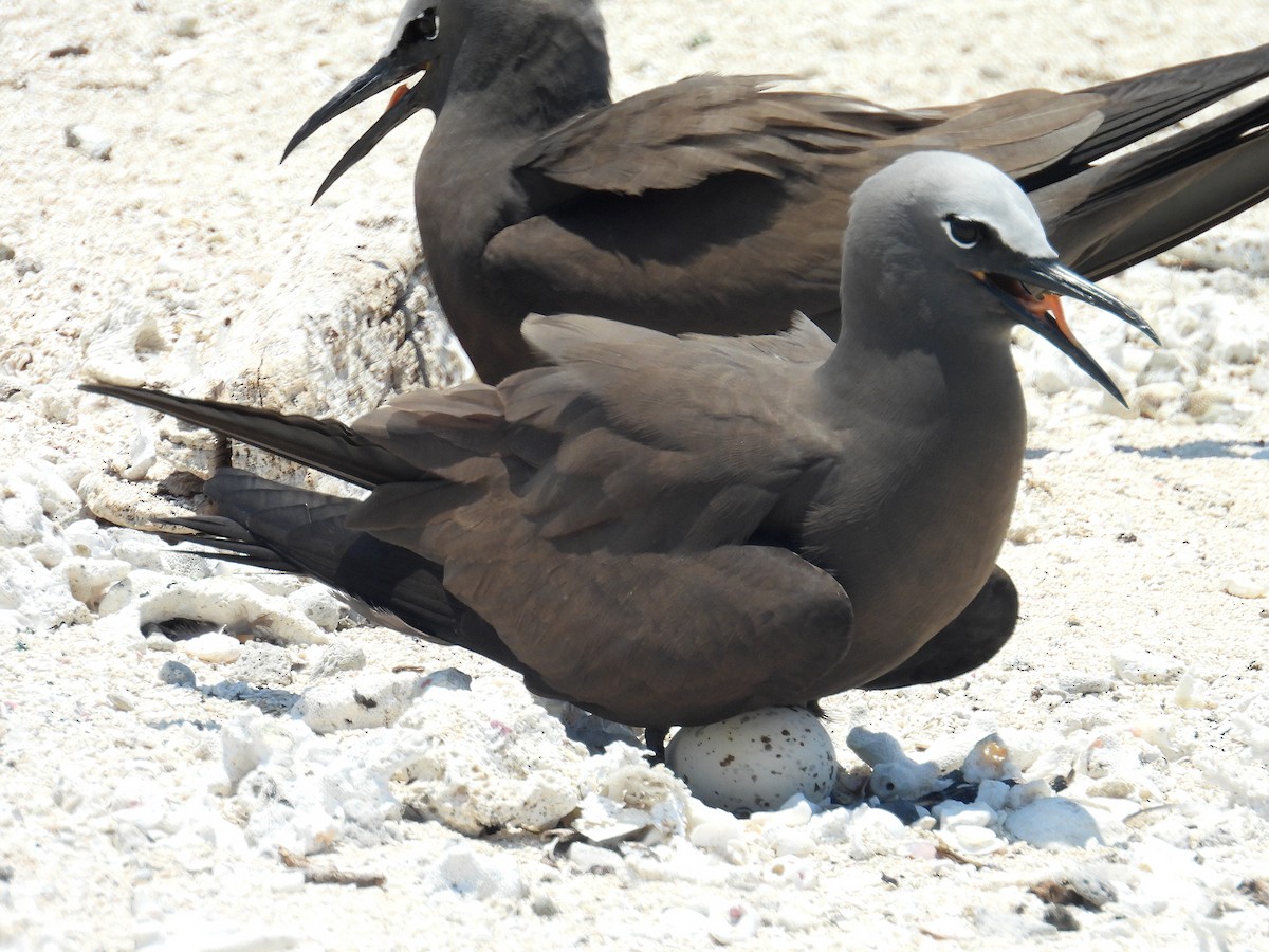 Brown Noddy - ML645804515