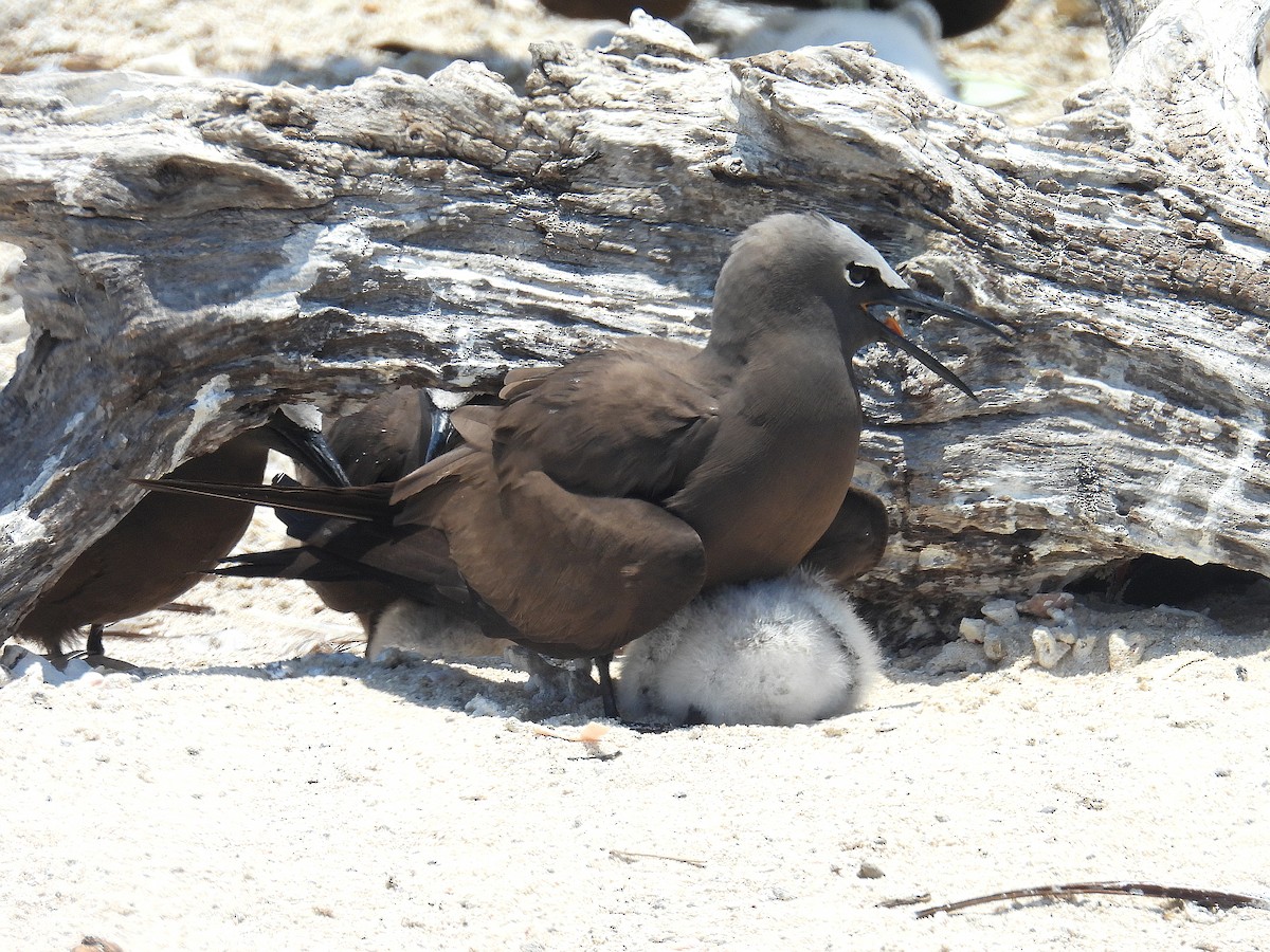 Brown Noddy - ML645804517