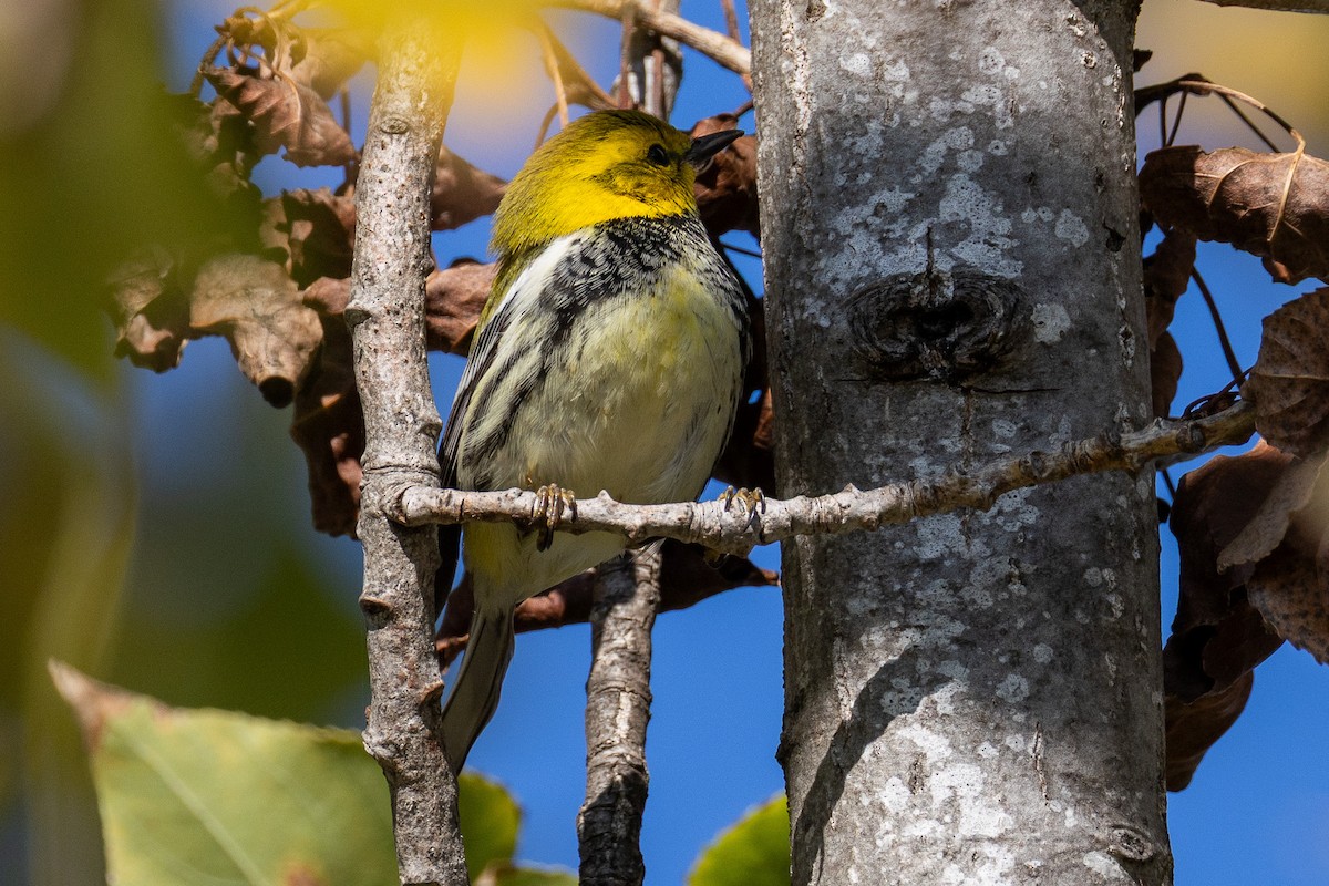 lesňáček proužkoboký - ML645804519