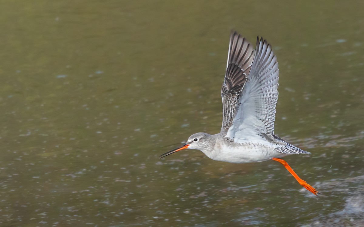 Spotted Redshank - ML645804520