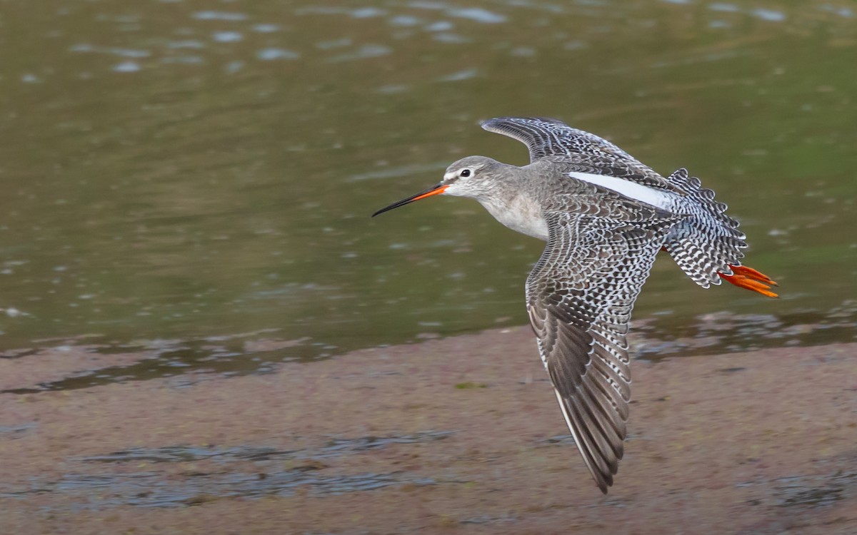 Spotted Redshank - ML645804521