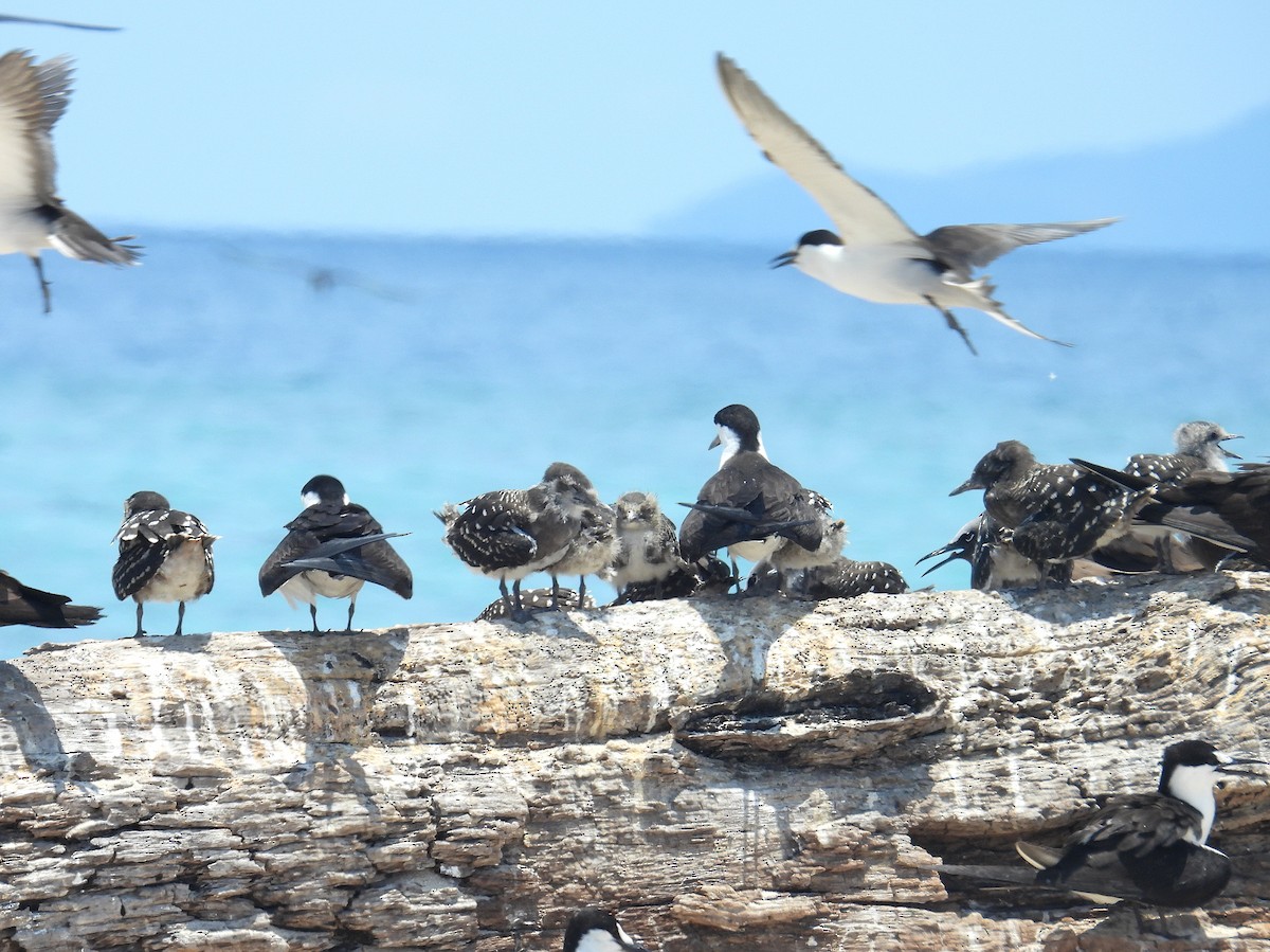 Крячок строкатий - ML645804529