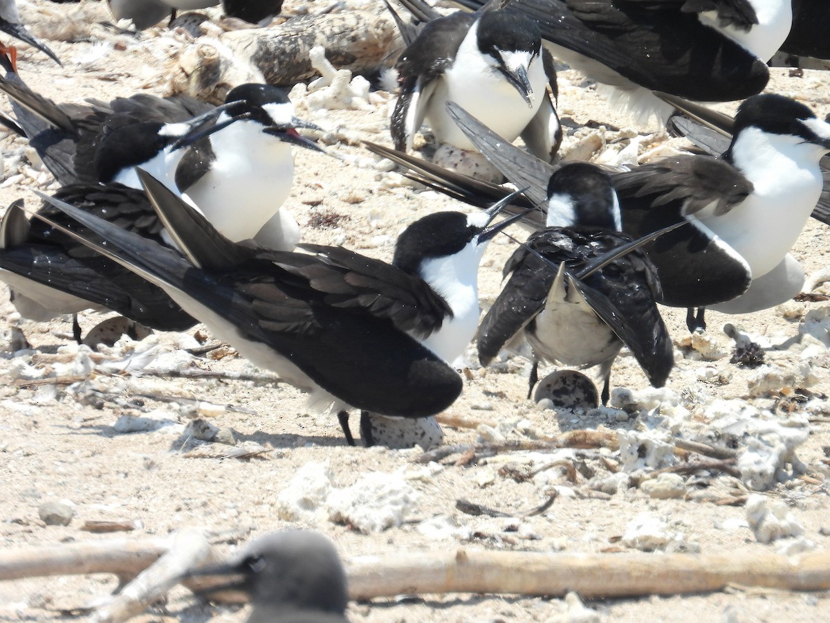 Крячок строкатий - ML645804530