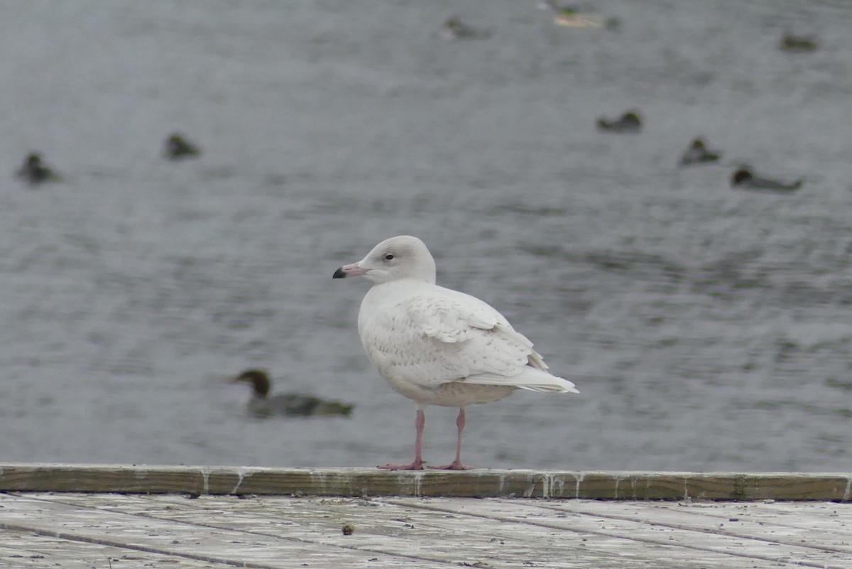 Glaucous Gull - ML645804534
