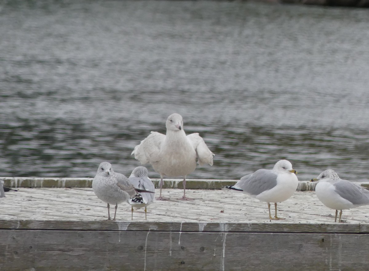 Glaucous Gull - ML645804535