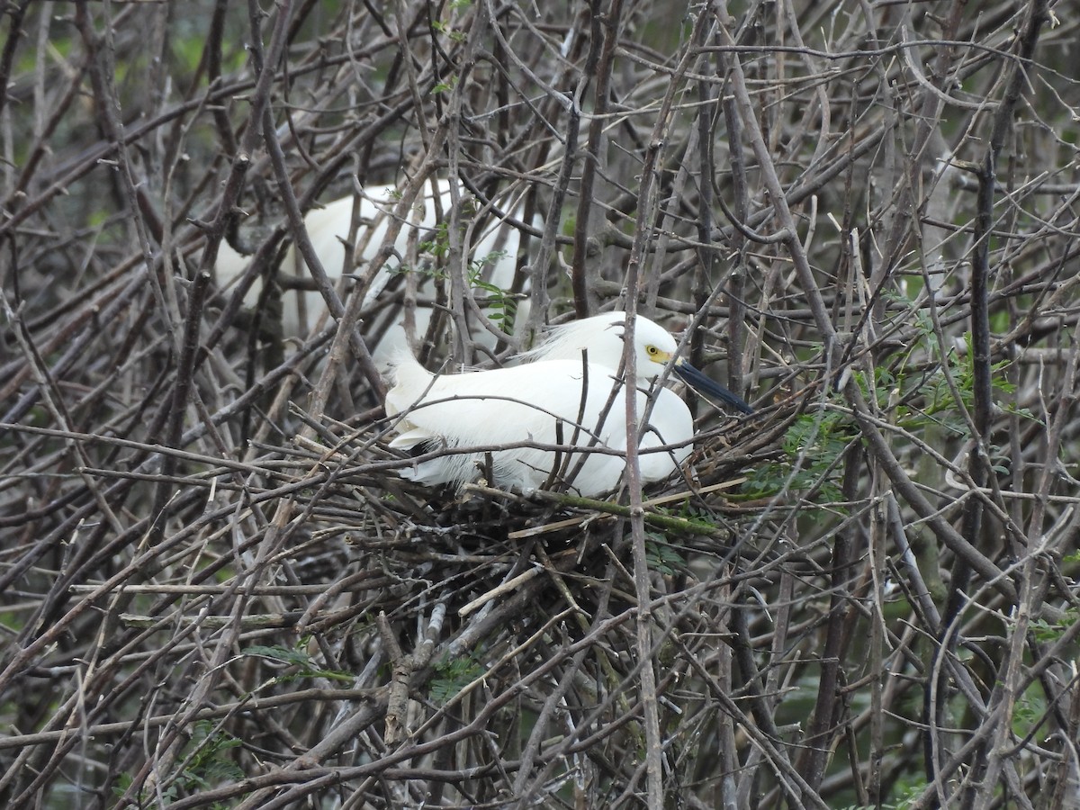 Чепура американська - ML645804536