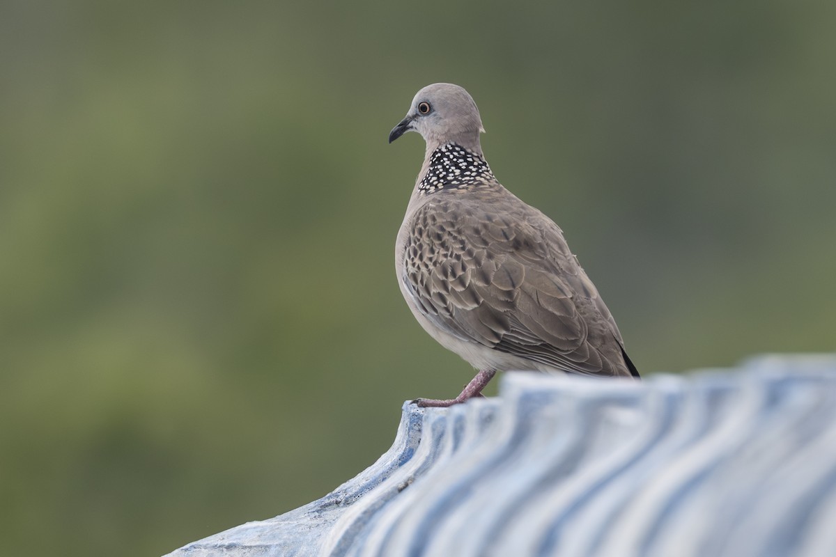 Горлиця китайська - ML645804537