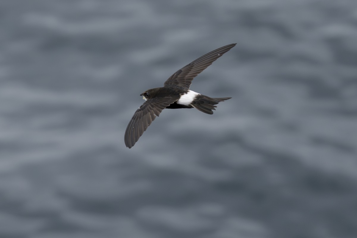 Серпокрилець непальський - ML645804538