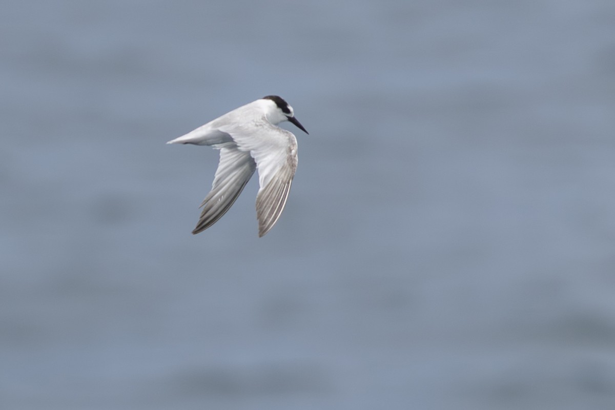 Крячок індонезійський - ML645804539