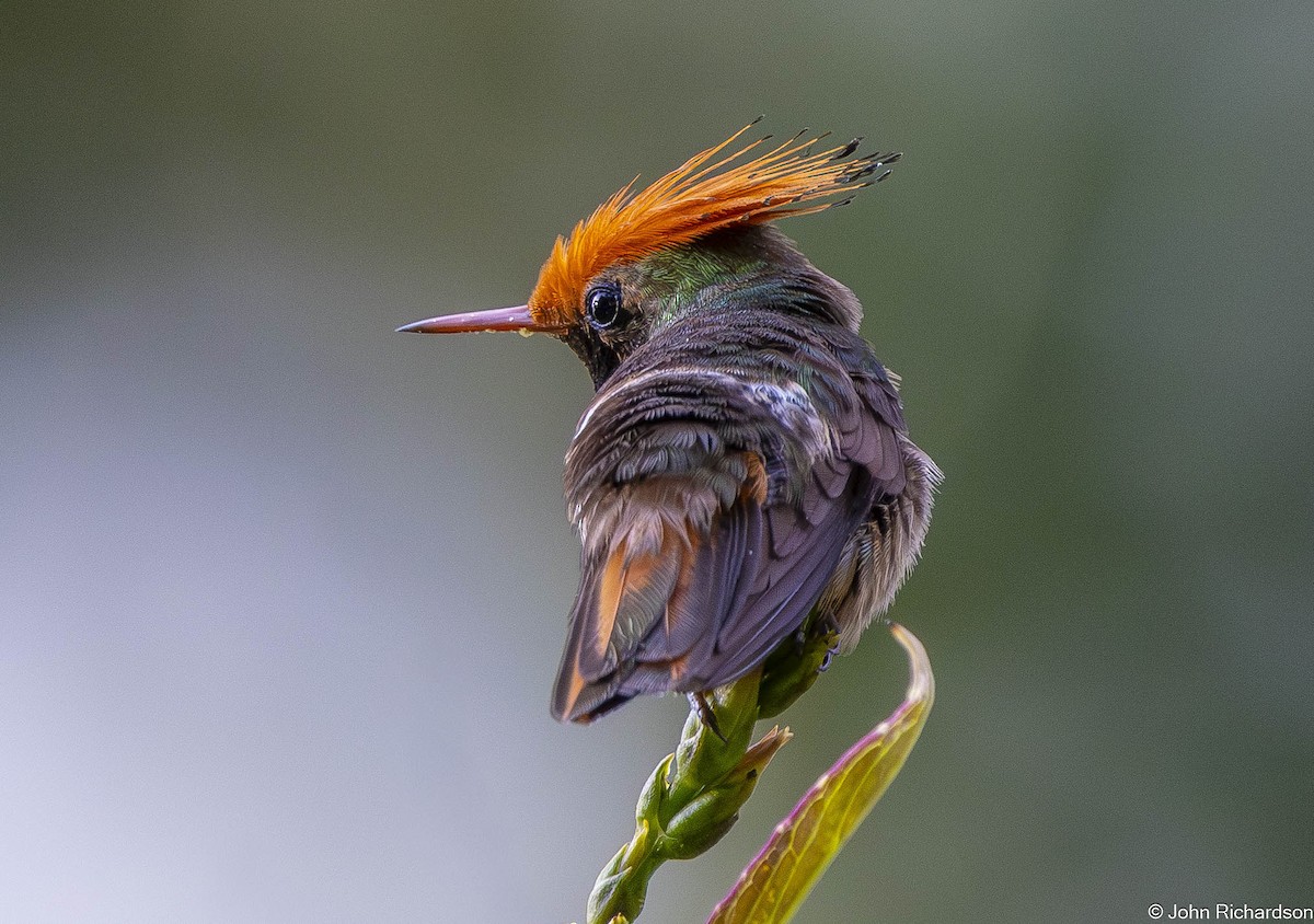 Колібрі-кокетка довгочубий - ML645804540