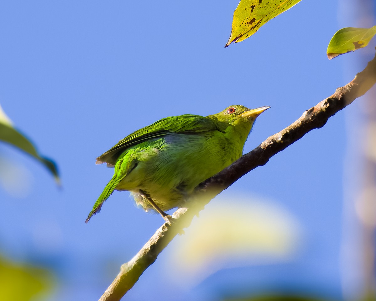 Саї великий - ML645804543