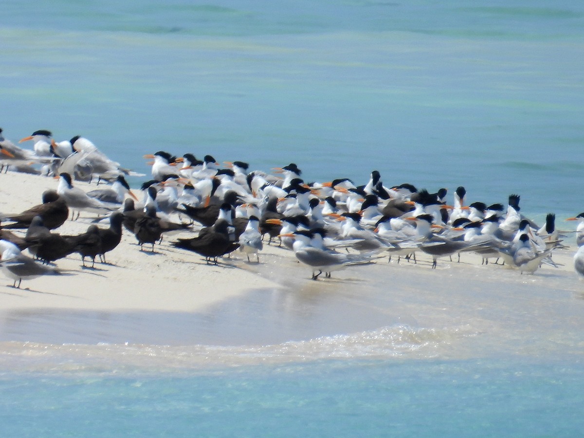 Крячок бенгальський - ML645804544