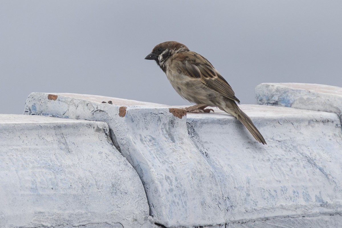 Горобець польовий - ML645804545