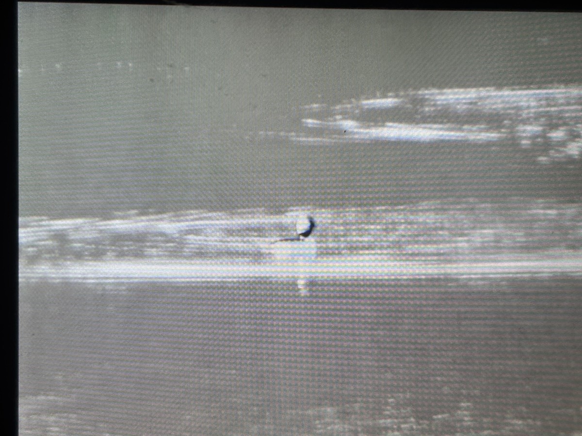 Гоголь малий - ML645804546