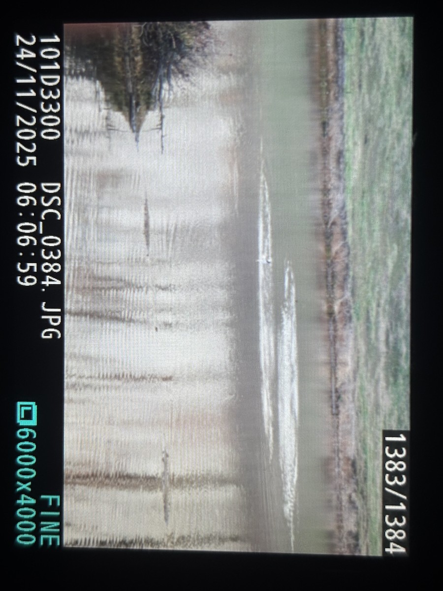 Гоголь малий - ML645804547