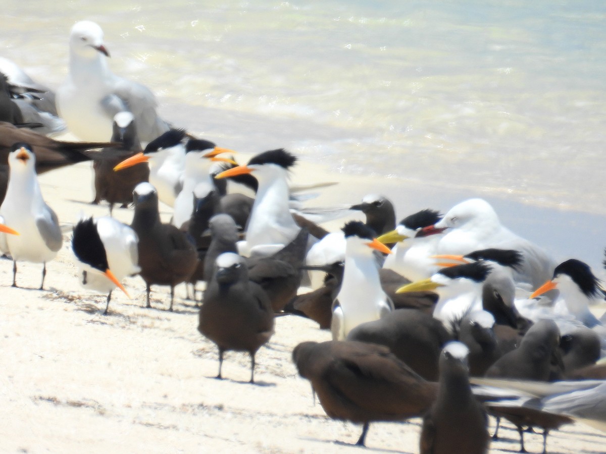 Крячок жовтодзьобий - ML645804548