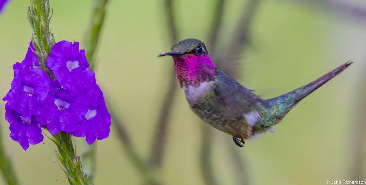 Колібрі-аметист білочеревий - ML645804549