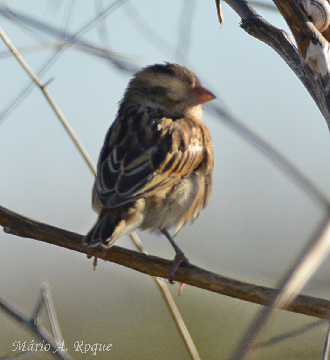 Вайдаг золотистий - ML645804551