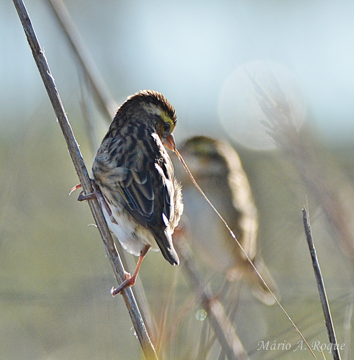 Вайдаг золотистий - ML645804552