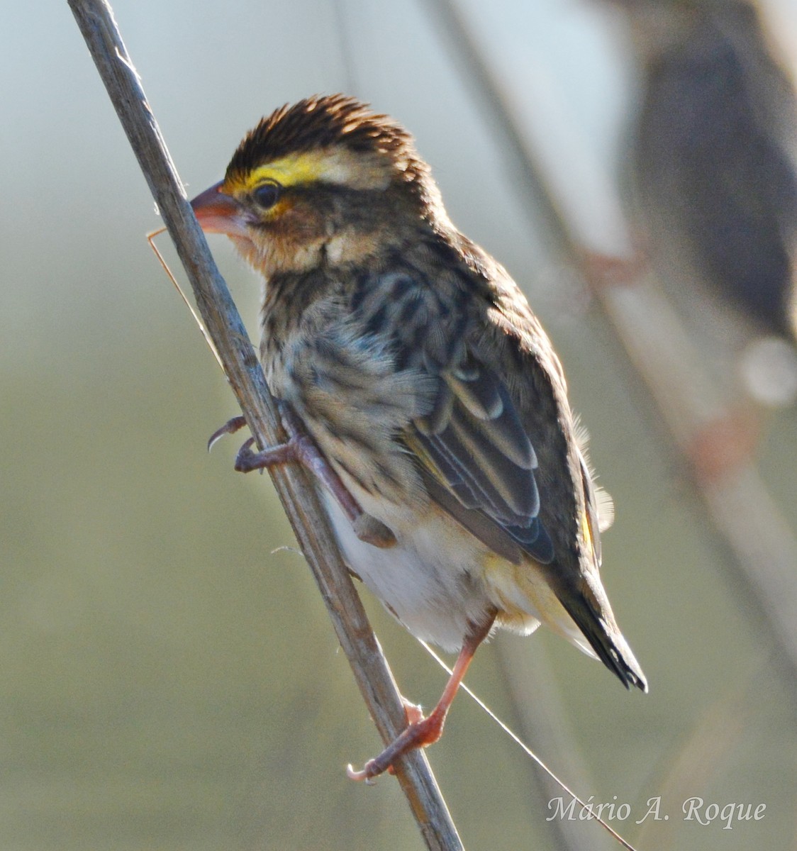 Вайдаг золотистий - ML645804553