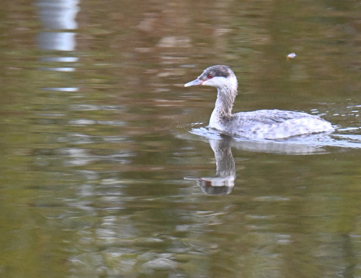 Пірникоза червоношия - ML645804558