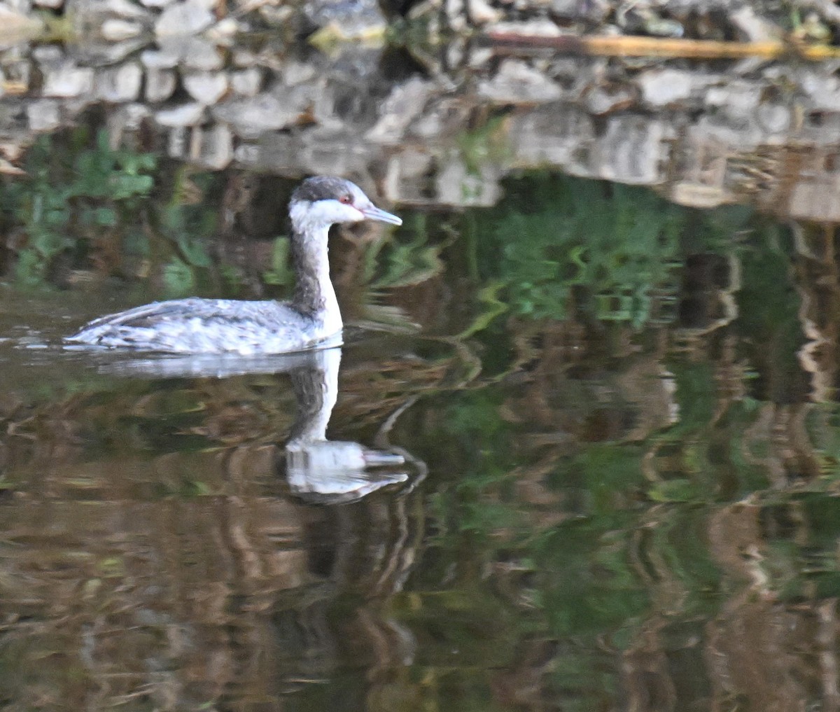 Пірникоза червоношия - ML645804559