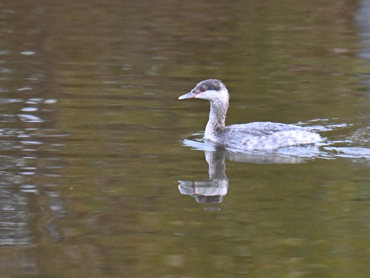 Пірникоза червоношия - ML645804560