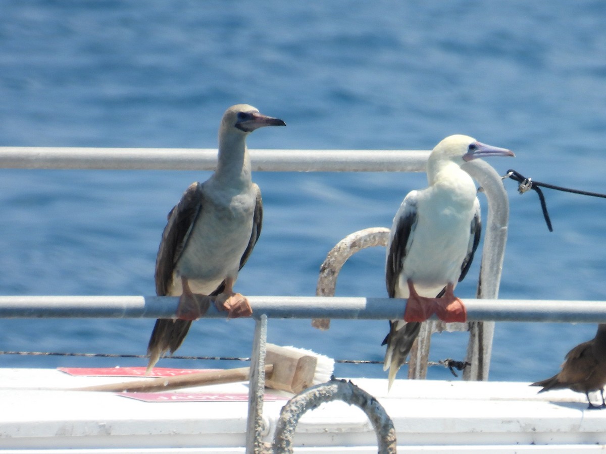 Сула червононога - ML645804561