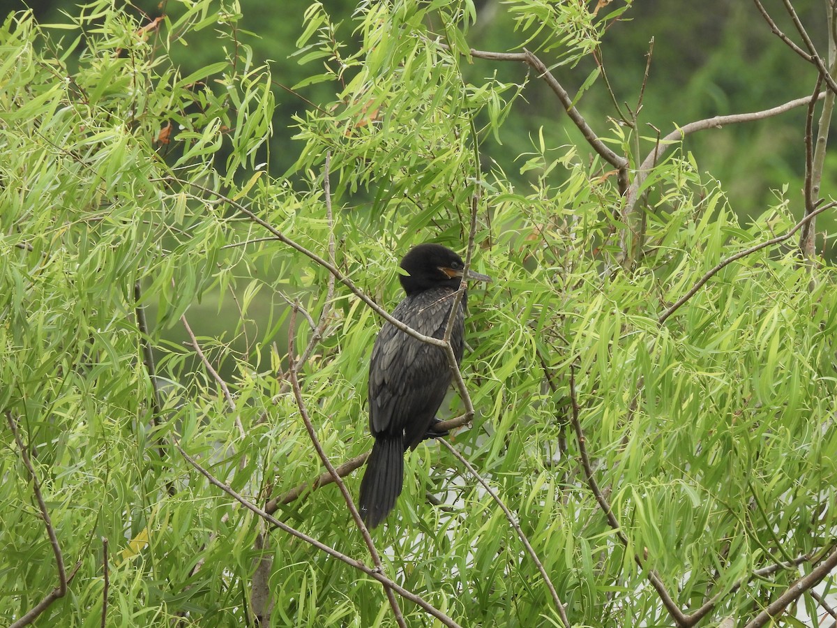 Баклан бразильський - ML645804562