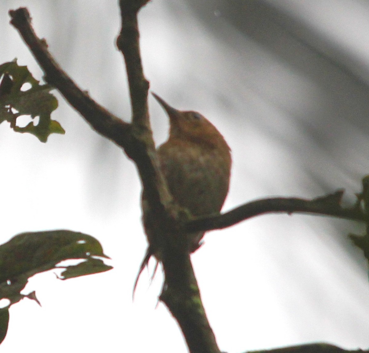 Комароловка довгодзьоба - ML645804563