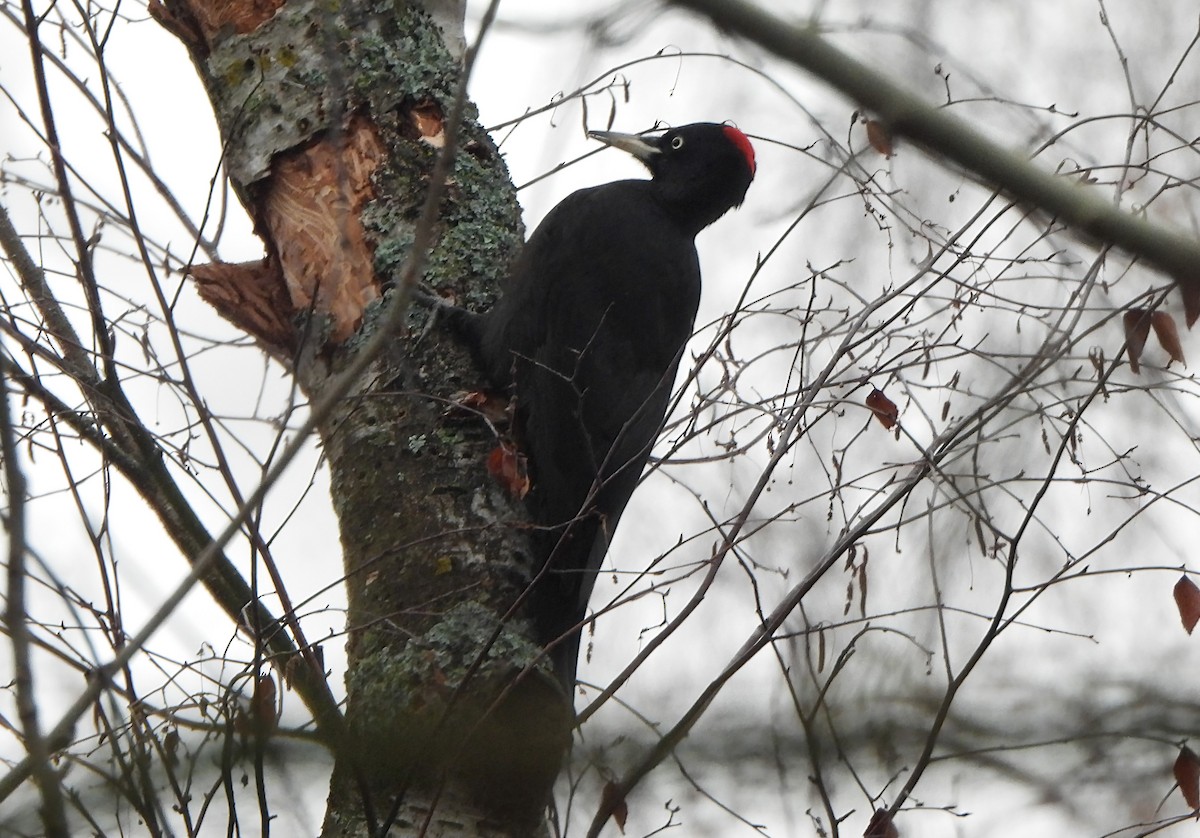 Black Woodpecker - ML645804564